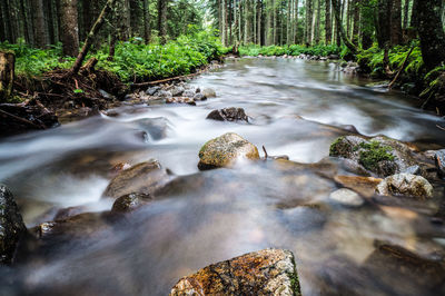 Stream flowing through rocks in forest