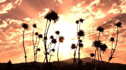 Silhouette of palm trees at sunset