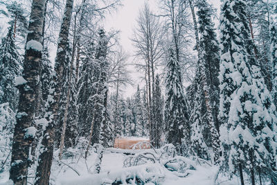 Frozen trees in forest during winter