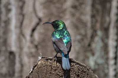 Close-up of bird perching outdoors