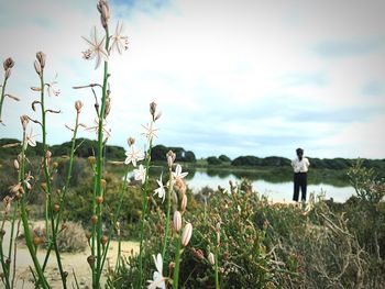 Panoramic view of flowering plants on field against sky