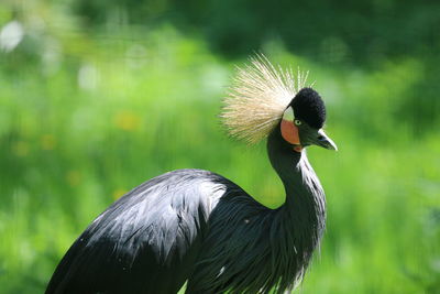 Close-up of a bird