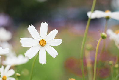 Close-up of white daisy flower