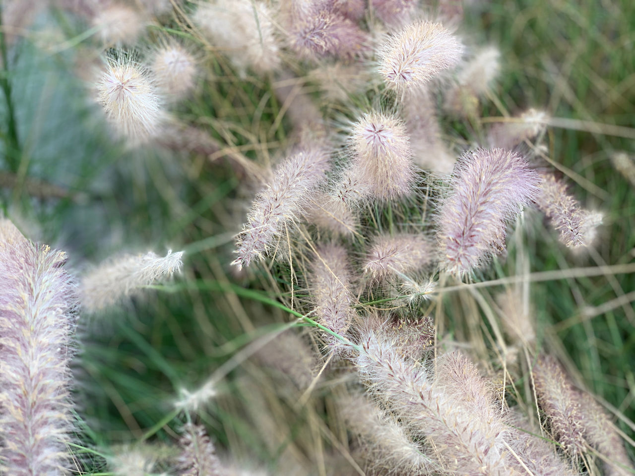 CLOSE-UP OF CACTUS PLANT