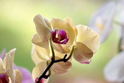 Close-up of fresh pink orchid flower