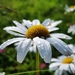 Close-up of raindrops on wet plant