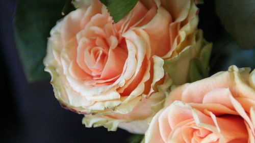 Close-up of roses