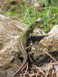 Close-up of lizard on tree trunk