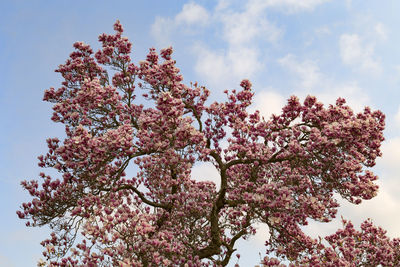 Low angle view of pink flowers blooming on tree against sky