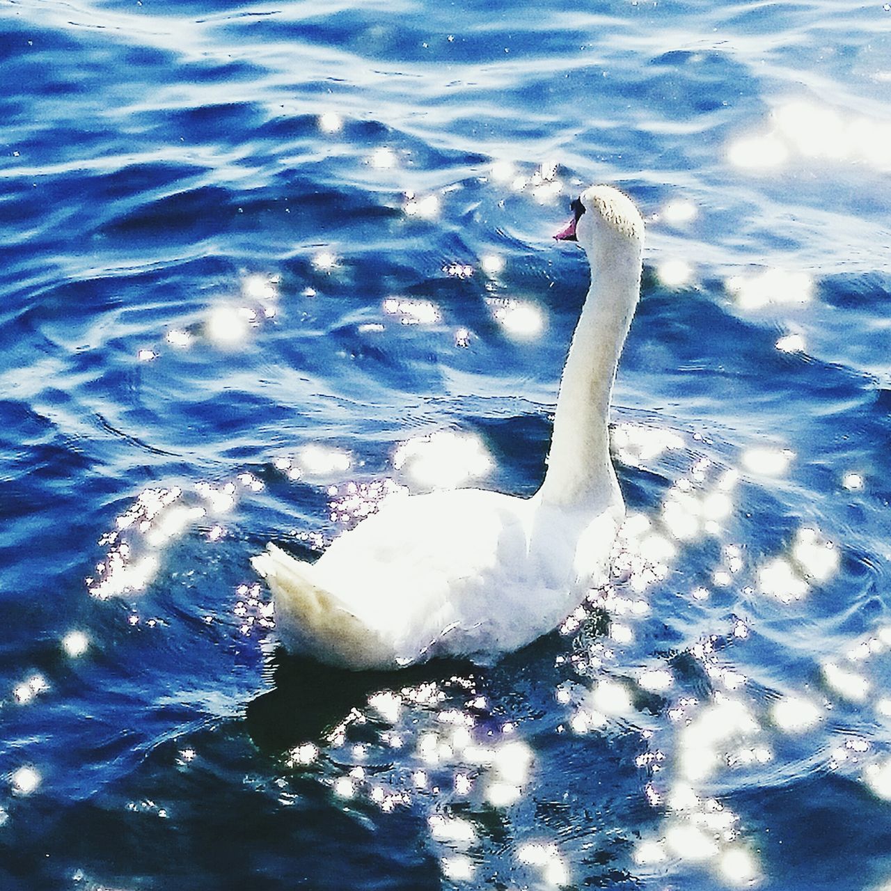 animal themes, water, animals in the wild, bird, wildlife, swimming, one animal, swan, waterfront, lake, nature, rippled, white color, beauty in nature, high angle view, outdoors, no people, day, zoology