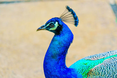 Close-up of peacock