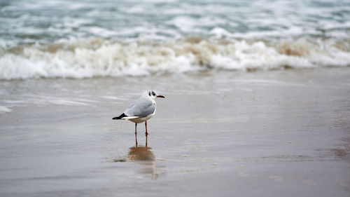 Seagull walking along seashore. black-headed gull, chroicocephalus ridibundus, standing on beach