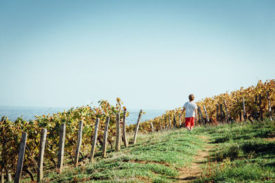 Rear view of boy walking at vineyard against sky