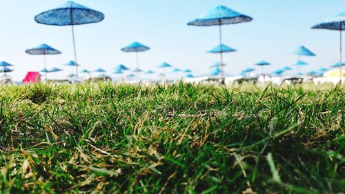 Close-up of grass on field against sky