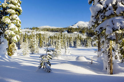 Snow covered trees against sky