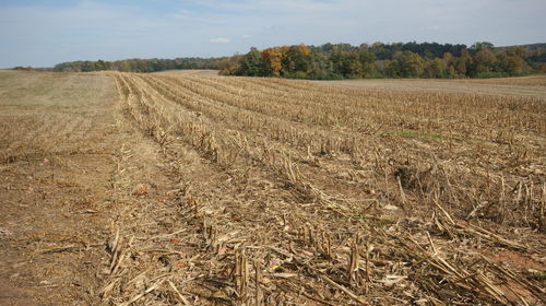 Field stubble against sky