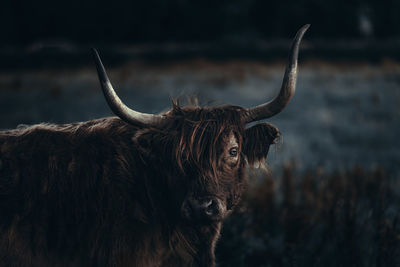 Close-up portrait of buffalo