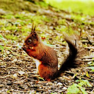 Close-up of squirrel on field