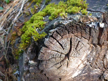 Close-up of tree stump in forest