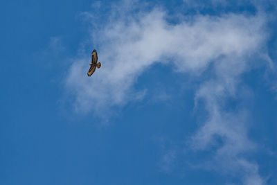 Low angle view of bird flying in sky