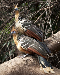 Close-up of bird perching on wood