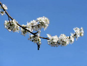 Low angle view of cherry blossoms against clear blue sky