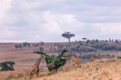 Giraffes grazing on the tree leaves in the maasai mara national reserve park in narok county kenya