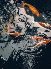 High angle view of koi carps swimming in lake