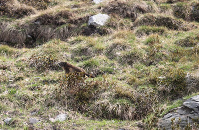 View of an animal on land