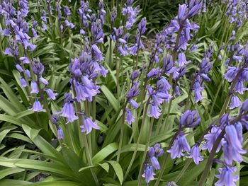 Close-up of purple flowering plants