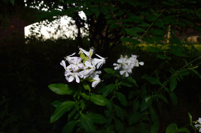 Close-up of white flowers