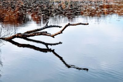 High angle view of driftwood in lake