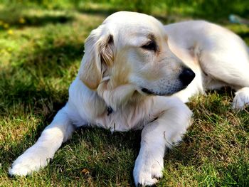Close-up of dog on field