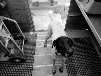 High angle portrait of dog by railing