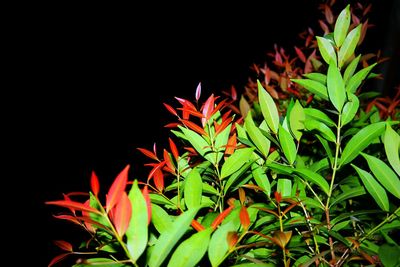 Close-up of plant against black background