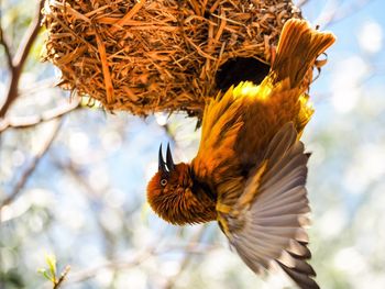 Low angle view of bird by nest