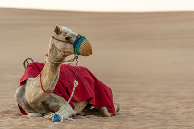 Horse resting on sand at beach