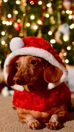 View of a dog on christmas tree