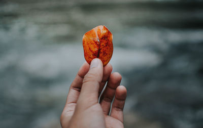 Close-up of person holding leaf