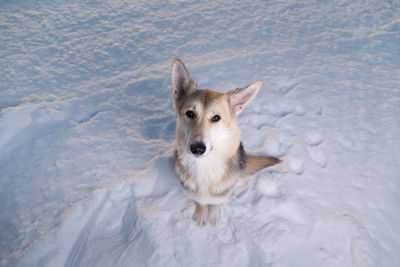 High angle portrait of a dog on snow