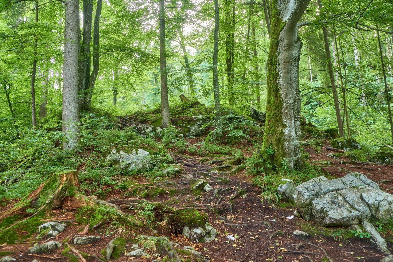 VIEW OF TREES IN FOREST