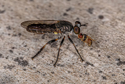 Close-up of insect