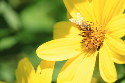 Close-up of insect on yellow flower