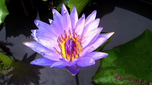 Close-up of water lily blooming outdoors