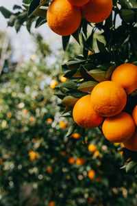 Oranges growing on tree