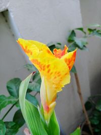 Close-up of yellow flower blooming outdoors