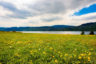 View of yellow flowers in field against cloudy sky