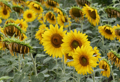 Close-up of yellow flowering plant on field