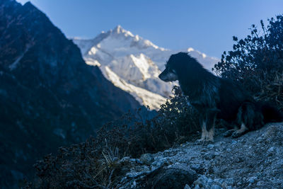 Dog on mountain against sky