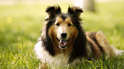 Portrait of dog sitting on field